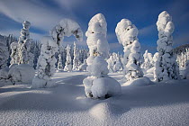 Conifer trees bending over under weight of snow, Kuusamo, Finland.  February 2011.