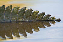 Spectacled caiman (Caiman crocodilus)  reflections of tail,  Mato Grosso, Pantanal, Brazil.  July.