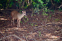 Red Brocket Deer (Mazama americana) in forest, Brazil.