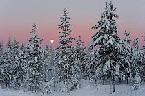 Snow covered conifer trees at sunset, Kuusamo, Finland.  February 2011.