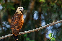 Black-collared Hawk (Busarellus nigricollis)  perched in a tree top, Mato Grosso, Pantanal, Brazil.  August.