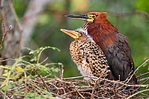 Rufescent Tiger Heron (Tigrisoma lineatum)  adult and juvenile at nest, Mato Grosso, Pantanal, Brazil.  August.