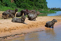 Capybara (Hydrochoerus hydrochaeris) family group together on a river bank, Mato Grosso, Pantanal, Brazil.  August.
