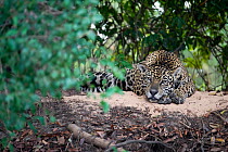 Jaguar (Panthera onca) resting on a shady river bank, Mato Grosso, Pantanal, Brazil.  August.
