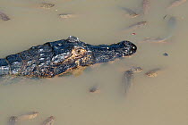 Spectacled caiman (Caiman crocodilus) hunting in shallow waters, Mato Grosso, Pantanal, Brazil.  July.