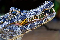 Spectacled caiman (Caiman crocodilus) feeding, Mato Grosso, Pantanal, Brazil.  August.
