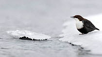 White-throated Dipper (Cinclus cinclus) on a snowy river bank, Finland.  February.