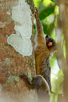 Black-tailed Marmoset (Mico melanurus) hanging, Mato Grosso, Pantanal, Brazil.  July.