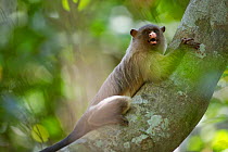 Black-tailed Marmoset (Mico melanurus) climbing tree, Mato Grosso, Pantanal, Brazil.  July.