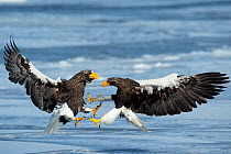 Steller's Sea Eagles (Haliaeetus pelagicus)  fighting,  Hokkaido, Japan.  February.