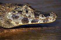 Spectacled caiman (Caiman crocodilus)  Mato Grosso, Pantanal, Brazil.  August.
