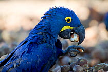 Hyacinth Macaw (Anodorhynchus hyacinthinus) feeding on a palm nut, Piaui, Brazil.  July.
