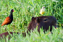 Wattled Jacana (Jacana jacana), Cattle Tyrant (Machetornis rixosa) on Capybara (Hydrochoerus hydrochaeris)  Mato Grosso, Pantanal, Brazil.  July.