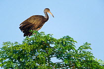 Limpkin (Aramus guarauna) perched in a tree top, Mato Grosso, Pantanal, Brazil.  August.