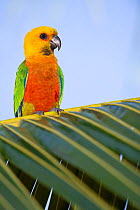 Jandaya Parakeet (Aratinga jandaya)  perched on a palm frond, Piaui, Brazil.  August.