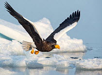 Steller's Sea Eagle (Haliaeetus pelagicus) in flight,Hokkaido, Japan.  February.