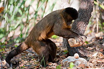 Black-striped capuchin (Sapajus libidinosus) using rock as a tool to break open palm nut, Parnaiba Headwaters National Park, Piaui, Brazil. August.