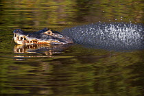 Spectacled caiman (Caiman crocodilus) in territorial display, Mato Grosso, Pantanal, Brazil.  August.