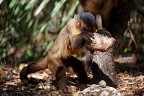 Black-striped capuchin (Sapajus libidinosus) using rock as a tool to break open palm nut, Parnaiba Headwaters National Park, Piaui, Brazil.  August.