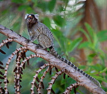 Common Marmoset (Calithrix jacchus)  sitting on branch, Piaui, Brazil,  July.