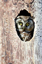 Tengmalm's Owl, Boreal Owl (Aegolius funereus) looking out from its nest hole, Norway.