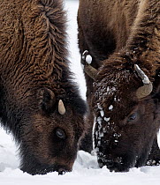 American Bison (Bison bison) foraging in the snow, Yellowstone National Park, Wyoming, USA.  January.