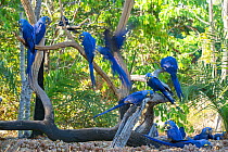 Hyacinth Macaw (Anodorhynchus hyacinthinus) group grooming and feeding on palm nuts, Piaui, Brazil.  July.