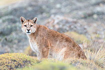 Puma / Cougar (Felis concolor) sitting and looking at camera,  Chile.  March.