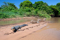 Spectacled caiman (Caiman crocodilus) basking on river bank, with two Capybara (Hydrochoerus hydrochaeris), Mato Grosso, Pantanal, Brazil.  July.