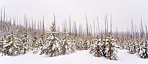 Snow covered fir trees with tree tops killed by fumes from geysers, Yellowstone National Park,  January 2011.