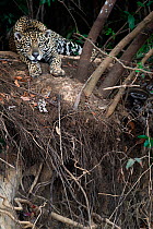 Jaguar (Panthera onca) resting on a shady river bank, Mato Grosso, Pantanal, Brazil.  August.