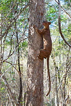 Fossa (Cryptoprocta ferox) climbing tree trunk, Kirindy Forest, Madagascar.  October.