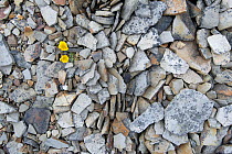 Stone and buttercup (Ranunculus) Kongsfjorden, Svalbard, Norway. July.