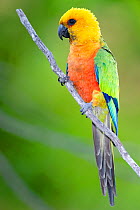 Jandaya Parakeet (Aratinga jandaya)  perched on a tree branch, Piaui, Brazil.  August.