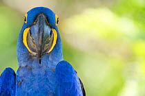 Hyacinth Macaw (Anodorhynchus hyacinthinus)  Piaui, Brazil.  July.