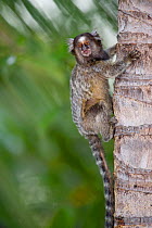 Common Marmoset (Calithrix jacchus)  sitting on palm tree,  Piaui, Brazil.  August.