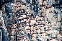 Brunnich's guillemot (Uria lomvia) nesting colony, Alkefjellet cliff, Svalbard, Norway.  July.