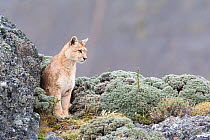 Puma / Cougar (Felis concolor) looking out from a cliff top, Chile.  March.