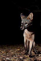 Crab-eating Fox (Cerdocyon thous) foraging at night, Mato Grosso, Pantanal, Brazil.  July.