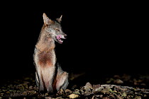 Crab-eating Fox (Cerdocyon thous) foraging at night, Mato Grosso, Pantanal, Brazil.  July.