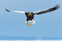 Steller's Sea Eagle (Haliaeetus pelagicus) hunting, Hokkaido, Japan.  February.