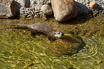 Asian short-clawed otter (Aonyx cinerea). Captive. Occurs throughout much of Asia including Bangladesh, Burma ,India ,South China and the Philippines.