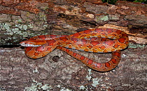Corn snake (Pantherophis guttatus), controlled conditions. North Flroida, USA.