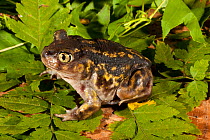 Eastern spadefoot toad (Scaphiopus holbrookii). West Florida, USA, March.