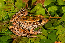 Florida leopard frog (Lithobates sphenocephalus sphenocephalus) Controlled conditions. West Florida, USA, March.
