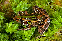 Florida leopard frog (Lithobates sphenocephalus sphenocephalus) Controlled conditions. North West Florida, USA, April.
