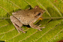 Gray tree frog (Hyla chrysoscelis) male. Controlled conditions. West Florida, USA, March.