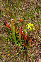 Hooded pitcher-plant (Sarracenia minor). Osceola National Forest, North Florida, USA, April.