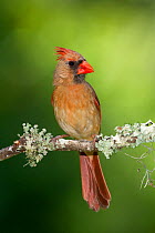 Northern cardinal (Cardinalis cardinalis) female. North Florida, USA, May.