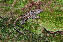 Fence lizard (Sceloporus undulatus hyacinthinus), Tarboro, North Carolina, USA, June.